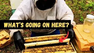 Grafting Queens 1st Attempt - Pass or Fail?