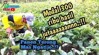 Panen Terong Modal 300 Ribu hasil Jutaaaann. Petani milenial Gunungkidul @kendeltani