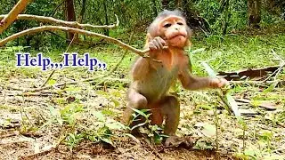 Help,,,Help,,, Lizza stuck her neck  with branch | Lizza like playing a lot