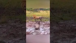 Лев атакует добычу в грязи.