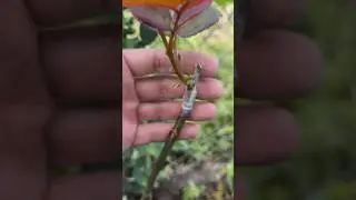 роза и шиповник #rose