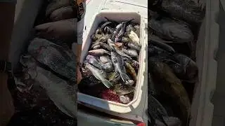 Catching HUNDREDS of Pounds! Commercial Fisherman Day in the Life #shorts #fishing