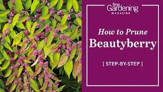 How to Prune Beautyberry