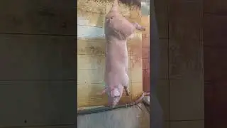 Pigs walked into the production workshop 