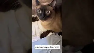 Когда спал всё лето... и тут наступило 1 сентября #кусьшоу #котики #школа
