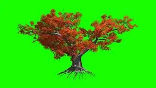 Japanese Maple Tree In the Windgreen Screen Alpha - Chroma Key - No Copyright