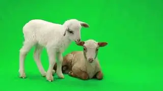 Барашки на хромакее (Для свободного пользования)