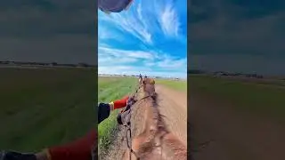 Гонки на верблюдах