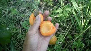 Абрикос Харгранд (17 июля) - Агро Сад
