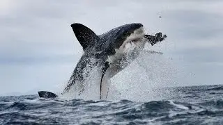 Yo Depredador El Gran Tuburon Blanco Documental (En Español)