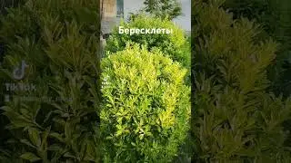 Бересклеты #сад #бересклет #лето24  #shorts
