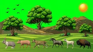 Stampede Animals Running Green Screen | Farm and Wild Animals Stampede Video | Animals Running Video