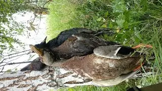 Открытие охоты на водоплавающую дичь 2019. Відкриття полювання 2019. Opening hunt 2019.