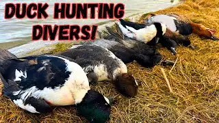 Duck Hunting Diver Ducks In North Dakota!