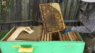Стоит ли держать БАКФАСТ на СЕВЕРЕ?