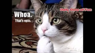 Best 9gag Cat Compilation - DDOF