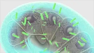 Death from plague: Colorado teen dies from a rare case of the bubonic plague