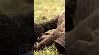 Warthog and Mangoose | Unique bartering in the wild