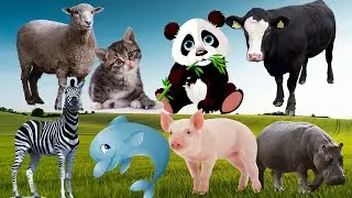 Feel the animal life- bear, sheep, rhino, tiger, giraffe - animal sounds