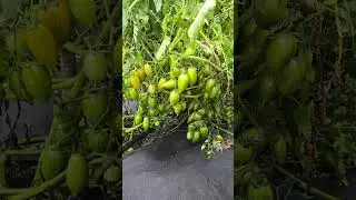 Для большого урожая томатов, огурцов, перцев  #огород #дача #сад
