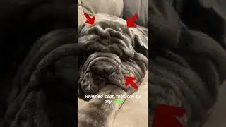 "Neapolitan Mastiff Magic: Bite-Sized Beauties"