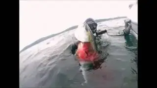 Охота на Лакедру 2016