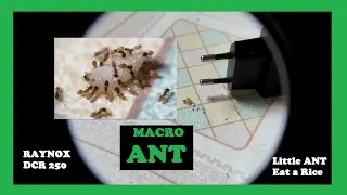 MACRO VIDEO - Little ANT Eat Rice with Raynox DCR 250 & Canon Powershot SX40 HS