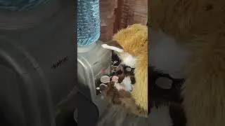 Хорек добывает воду 