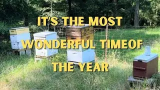 Bees Are My Therapy