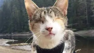 Приютили бездомную слепую кошку ,то что она сделала повергло многих в шок