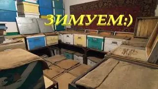 КАК ЗИМУЮТ МОИ ПЧЁЛЫ В ЗИМОВНИКЕ...! БЫСТРЫЙ ОСМОТР, ТЕМПЕРАТУРА В ПОМЕЩЕНИИ И СПОКОЙНО СИДЯТ СЕМЬИ!