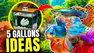 Best Fish for 5 Gallon Tanks: Our Top 10 Picks