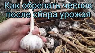 Чеснок. Подготовка к Хранению. Как Обрезать Чеснок.
