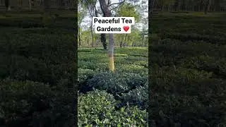 Peaceful Tea Gardens #calmness #mountainlovers #teagardens