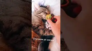КОТ СОСЁТ СОСКУ. ПРИКОЛЫ С КОТИКАМИ. СМЕШНО ДО СЛЁЗ. ЗАБАВНЫЕ ЖИВОТНЫЕ. МИЛЫЕ ПИТОМЦЫ. ЮМОР. СМЕХ.