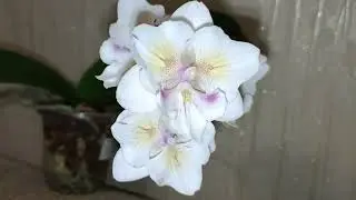 Цветение фаленопсиса Попкорн