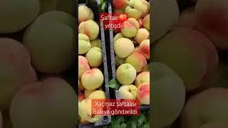 Şaftalı yetişdi🍑 