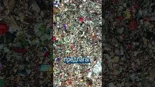 Искатель Биткойнов на Свалке Сдался Спустя 12 Лет
