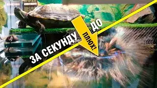 Черепаший слоумо. Скоростной прыжок в воду.