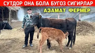 СУТДОР ОНА БОЛА БУГОЗ СИГИРЛАР АЗАМАТ ФЕРМЕР ХОРАЗМ БУ́ЙЛАБ ДАСТАВКА !!! ХОРАЗМ БОЗОР