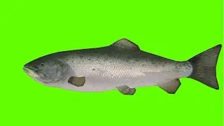 Green Screen Fish 🐠 | Green Screen Free Video | 