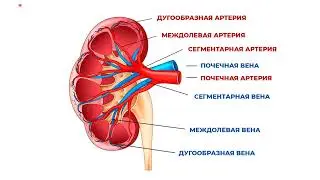 Выделение. Лекция 25  Вопрос 5