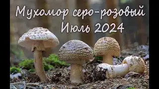 Мухоморы серо-розовые. Июль 2024 года