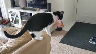 Eevee - Hunting the Feather Bell
