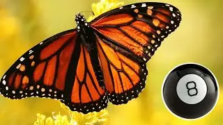 Options Trading - Understanding the Butterfly with Magic 8-Ball