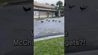 How McDonalds Gets Their Chicken 🐓💀 iB