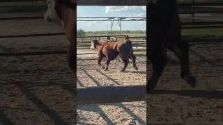 Large Abscess all over the body #farm #cow