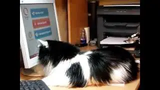Кошка и птичка QIWI