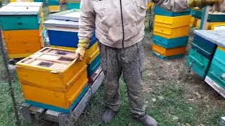 уникальная диафрагма, зимовка слабых отводков.