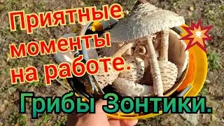 ЗА ГРИБАМИ В ОБЕДЕННЫЙ ПЕРЕРЫВ. РАБОЧИЕ ПРИЯТНЫЕ МОМЕНТЫ. ТИХАЯ ОХОТА.
